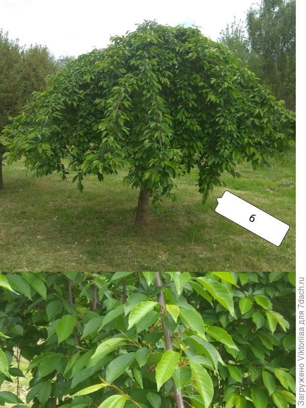 дерево плакучей формы, похожее на черешню