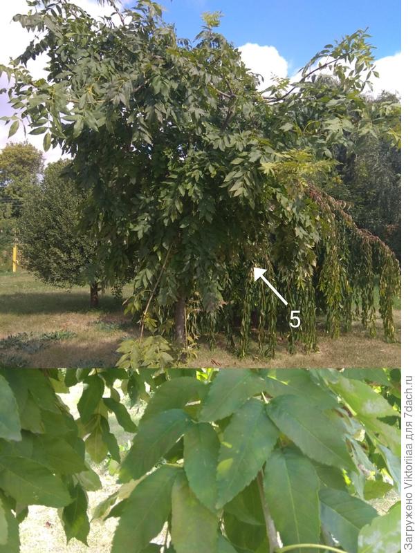 подскажите, какой это ясень