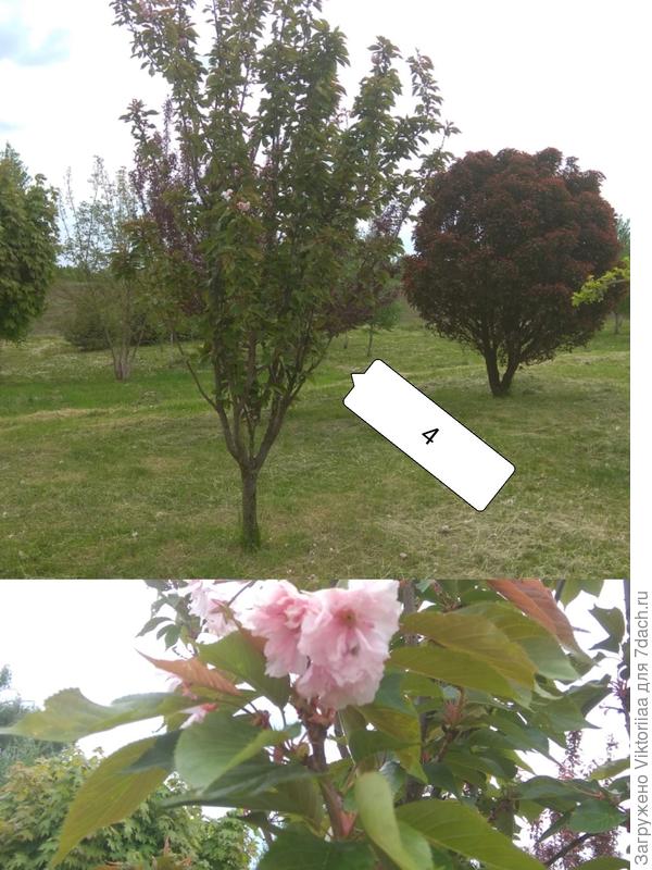 возможно это сакура