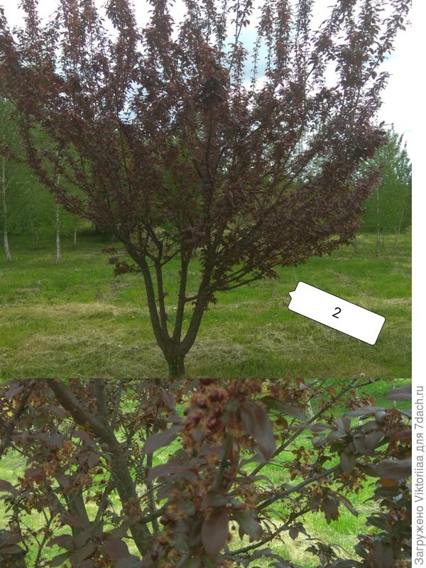 красивое плодовое дерево