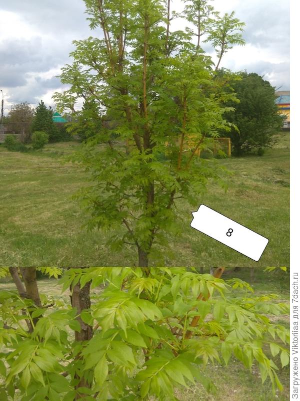 тоже ясень, возможно золотистый