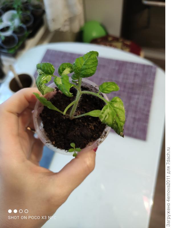 Полностью рассада