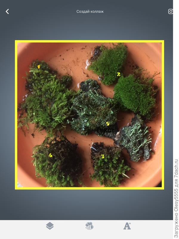 Образцы мхов