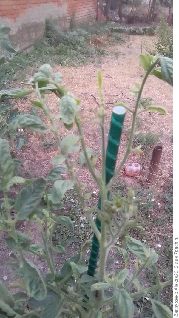 Верхушка томата