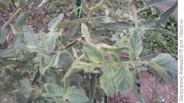 Верхушка томата 3