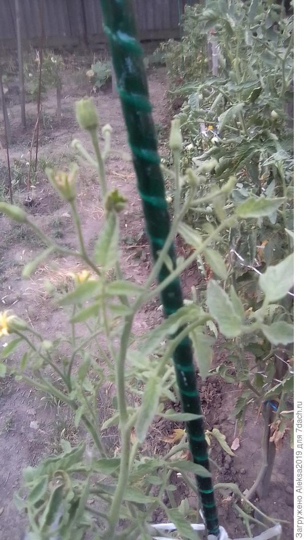 Верхушка томата 2