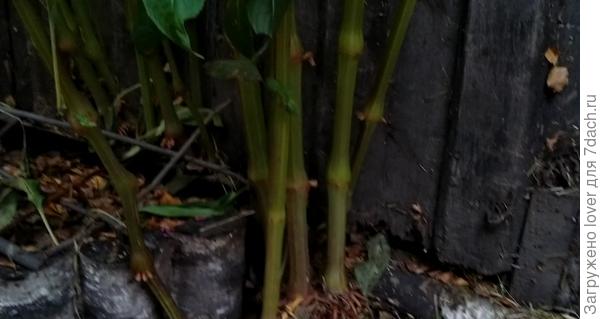 такие стволы