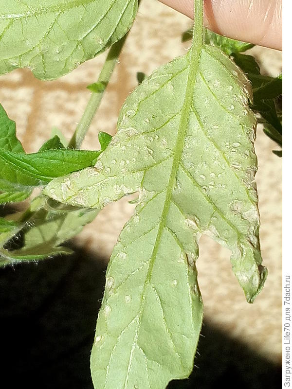 Рассада помидор пятна на листьях фото