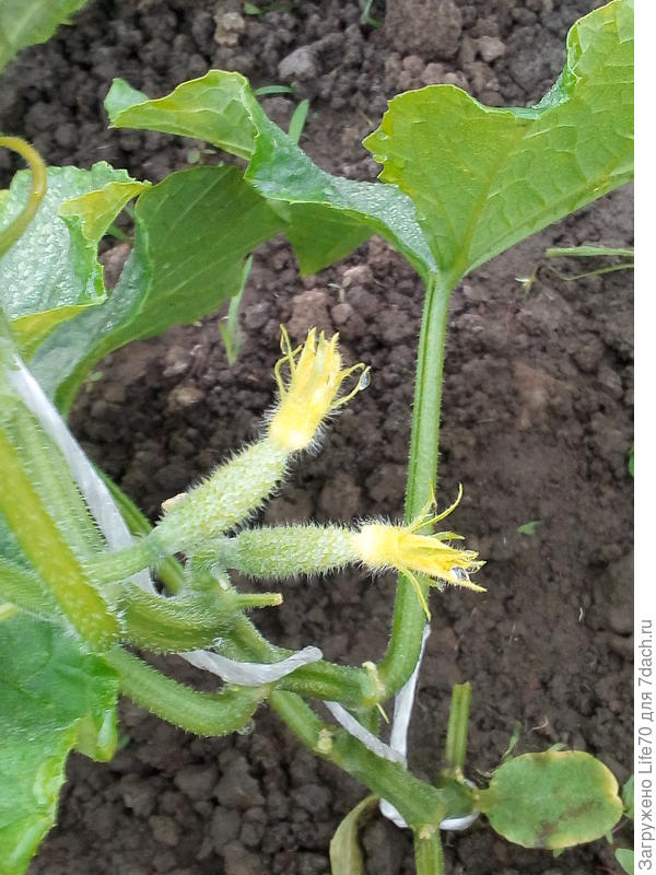 это его урожай растет.