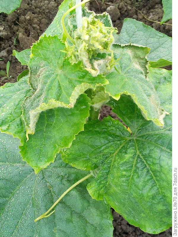 это " курчавый" огурец, может его надо удалить?