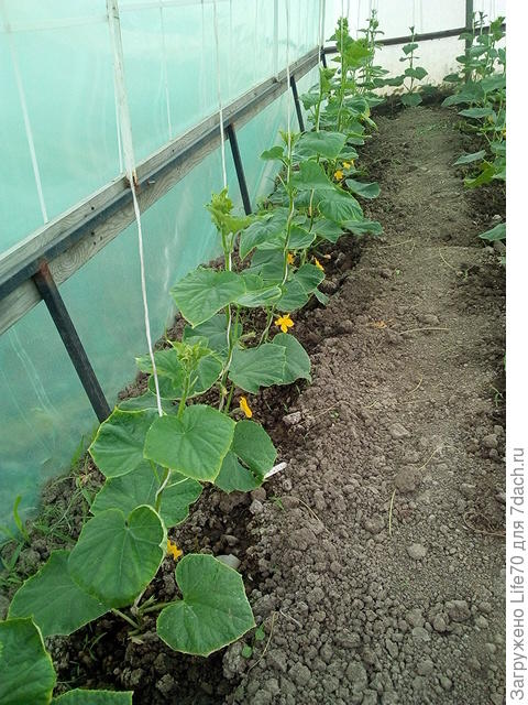 так выглядят огурцы в теплице