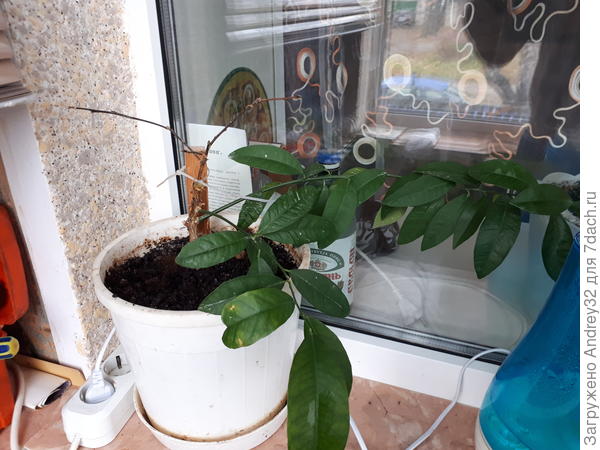 Фото лимона 2