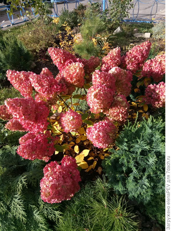 Пинк Леди октябрь.