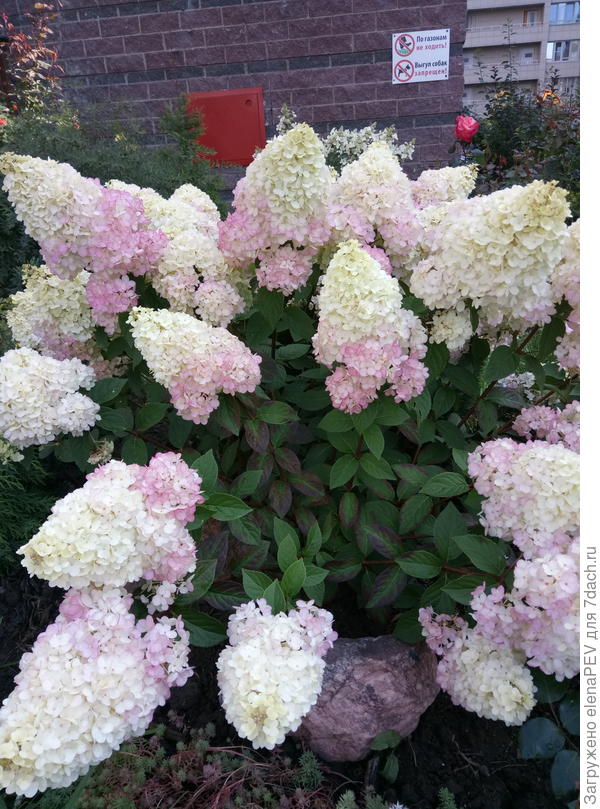 Пинк Леди июль.