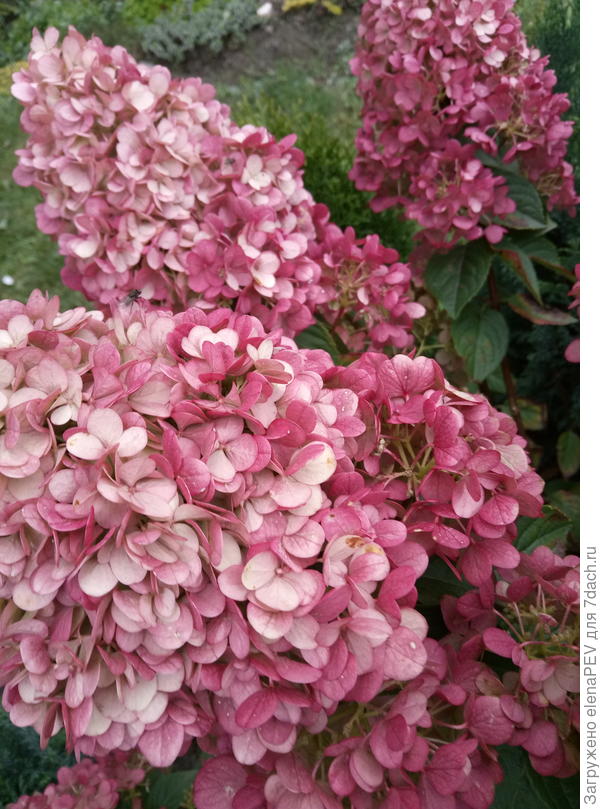 Крупный план.