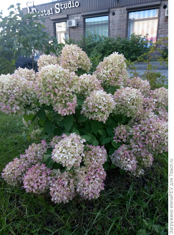 Литл Лайм Лайт  август.