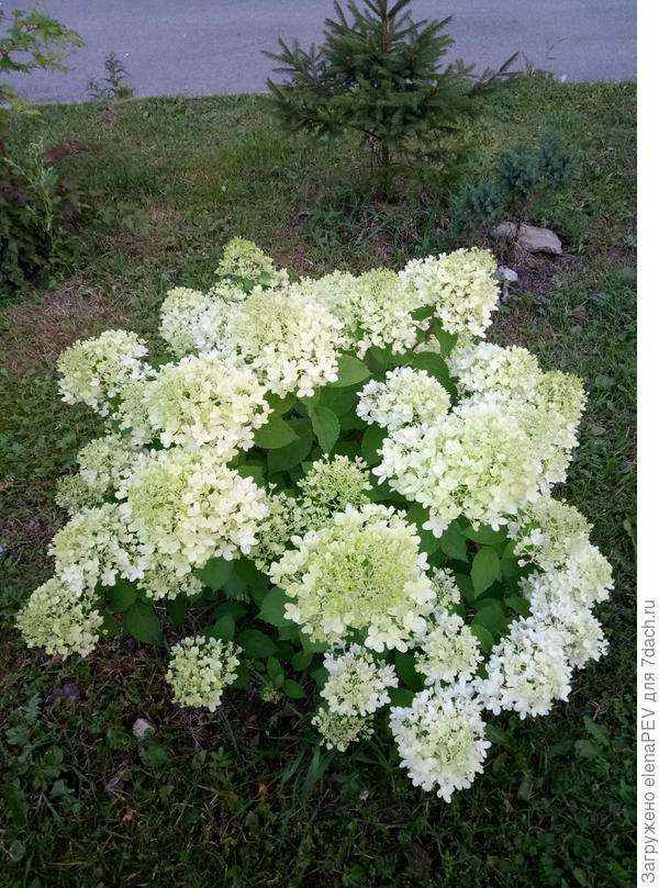 Литл Лайм Лайт.