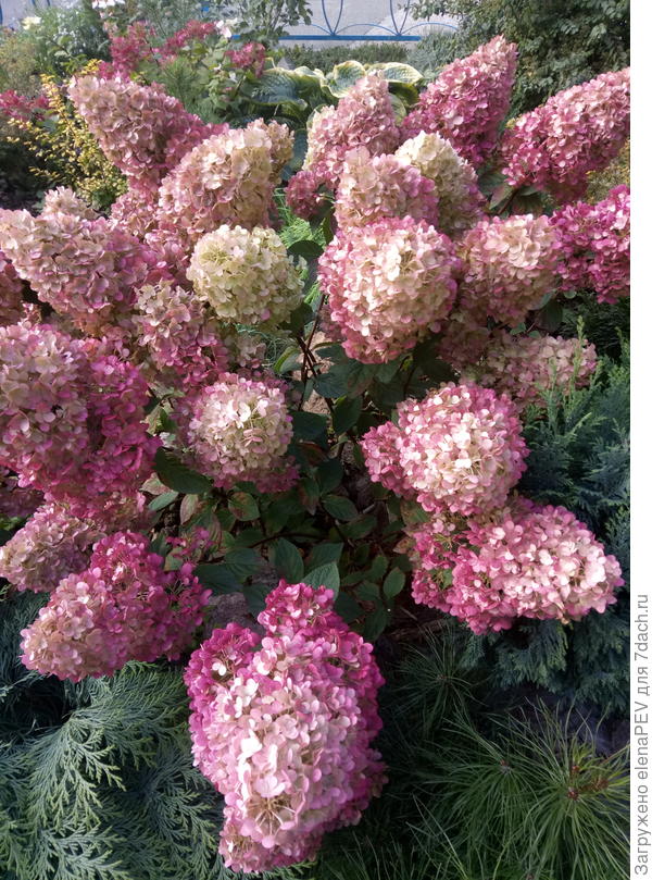 Она же август.