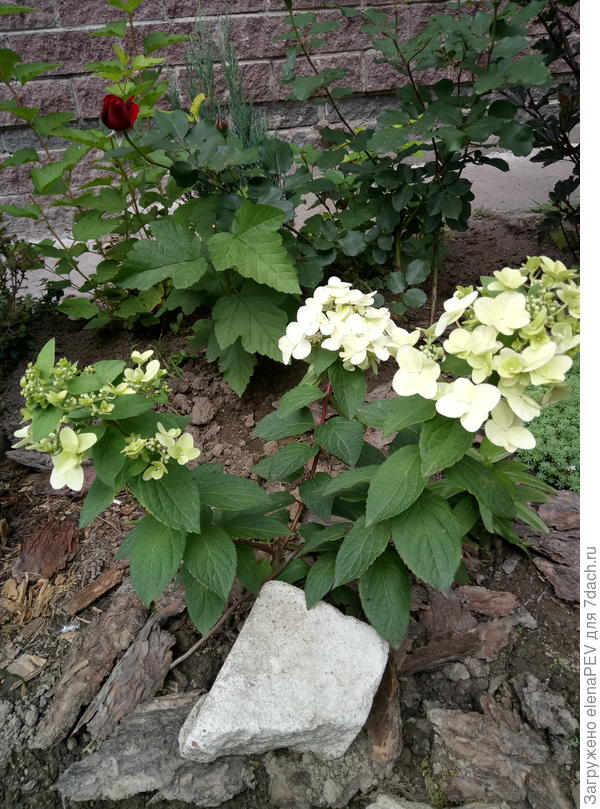 Это Мега Минди.