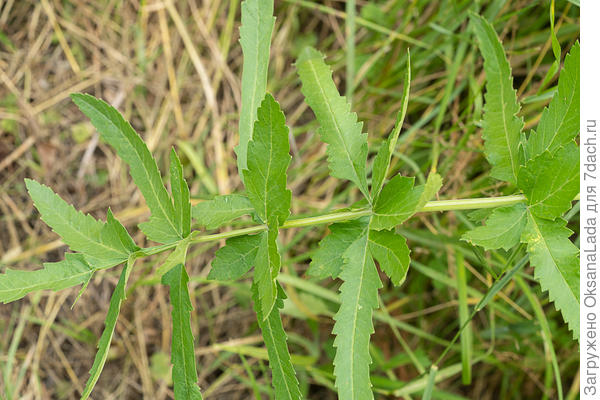 Листик крупным планом. Растение высокое