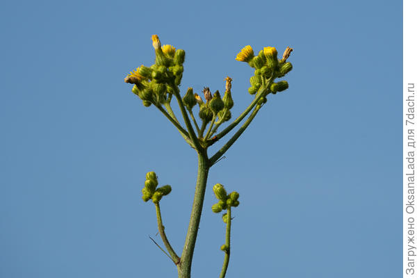 Соцветие с желтыми цветами