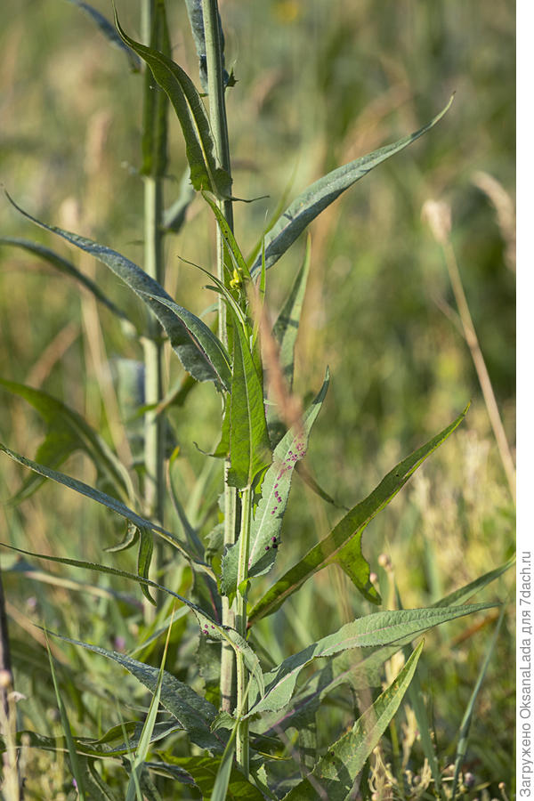 Листья. Растет на лугу на влажных местах