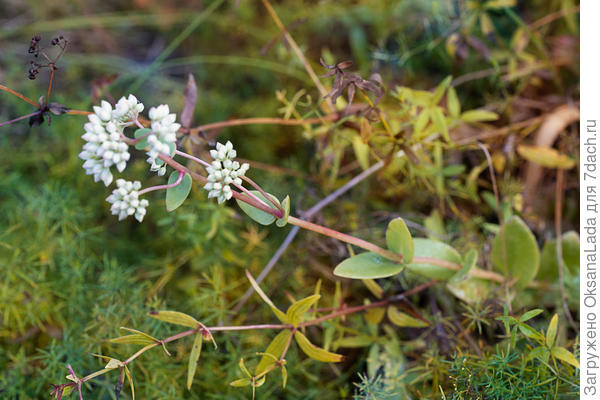 Стебель с бутонами. Растет на сухих местах. Цветет сейчас