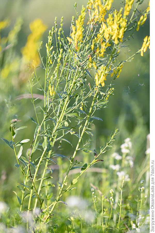 Стебли растения