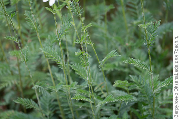 Стебли и листики растения