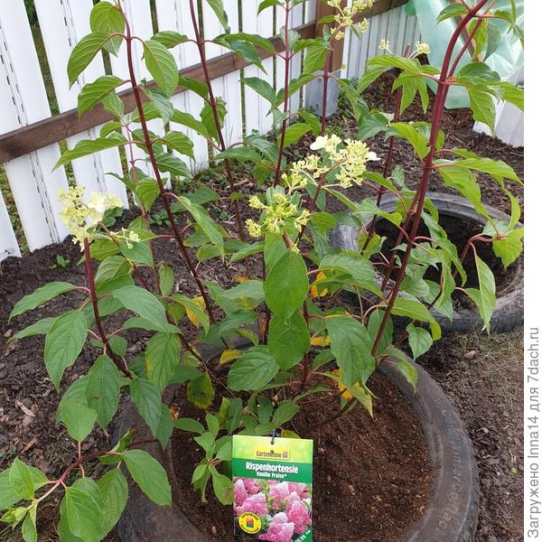 Ванили Фрэйз