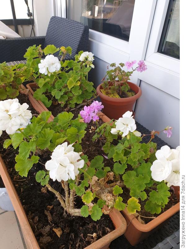 Вообще то я Герань уже к зиме приготовила,но что-то у нас аномальное на балконе...На улице +3 и как бы уже прохладно,а они цветут