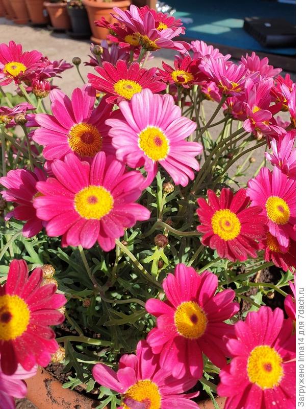 А у нас прям Лето-Лето!!! Правда "обещают" со следующей недели снижение температуры и дожди