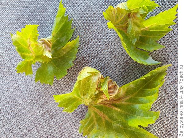 Три листочка