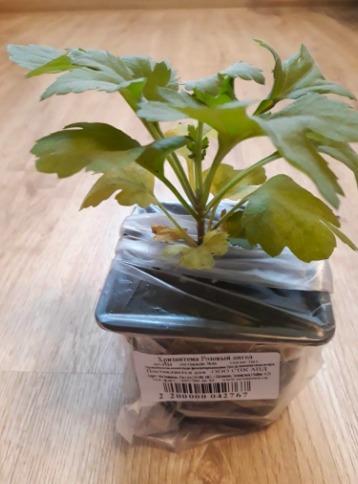 хризантема