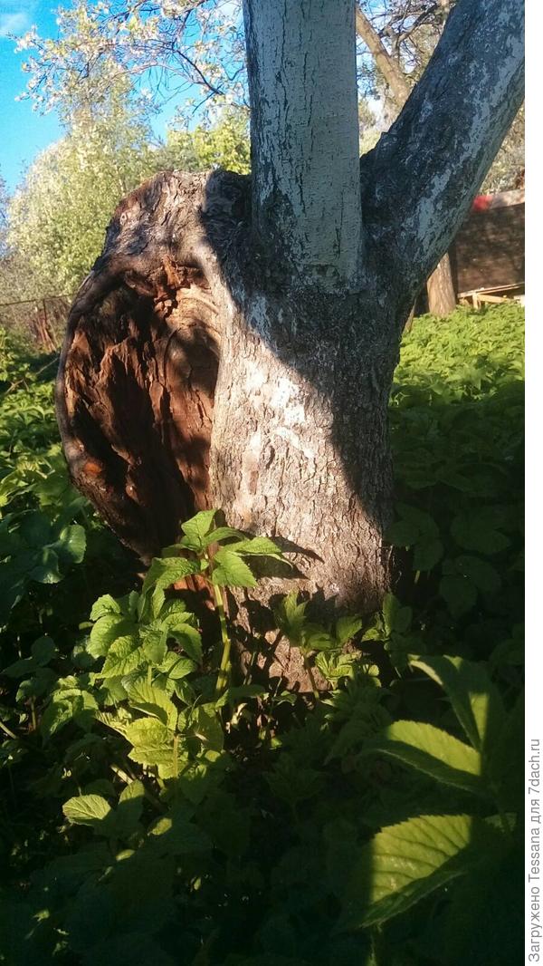 Дупло