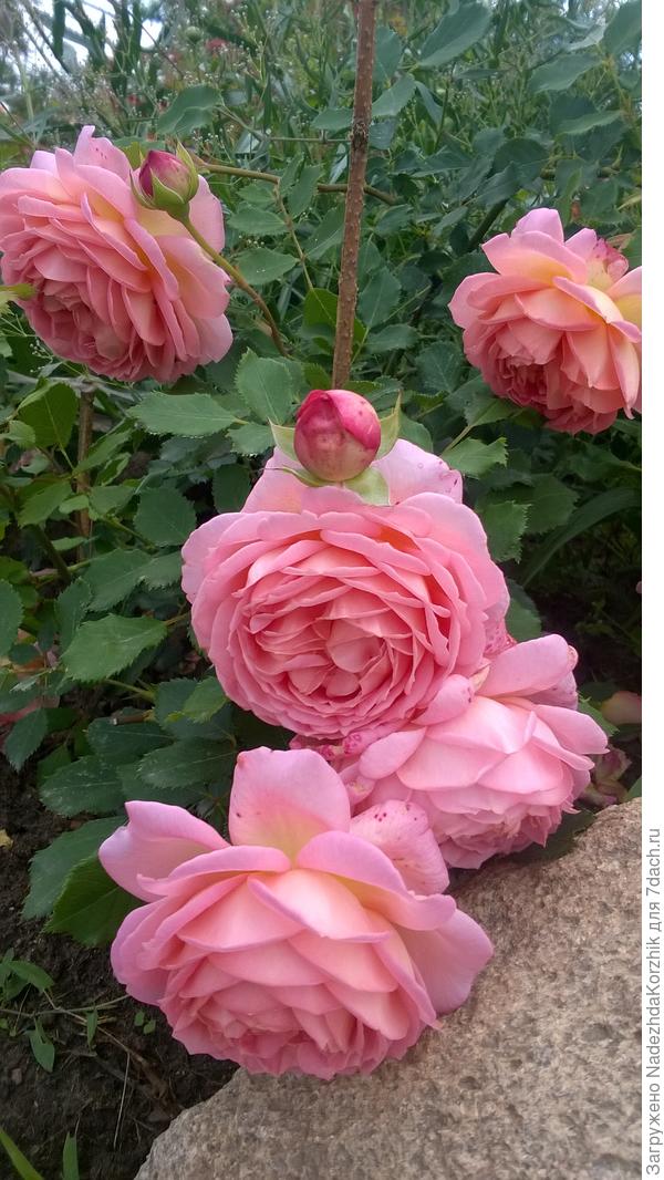 Джубили селебрейшн