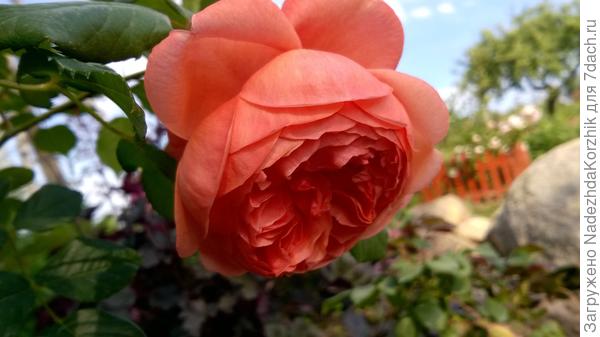 Саммер сонг