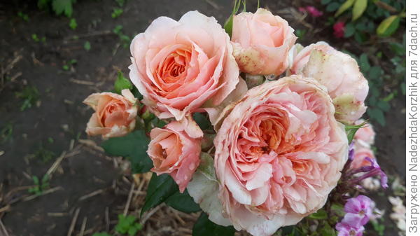 Ксавье де Фразинет