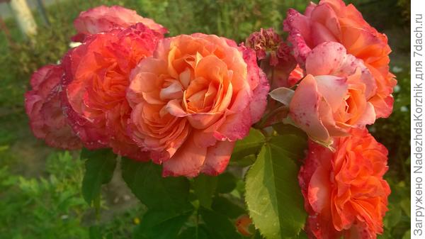 Эмильен Гийо