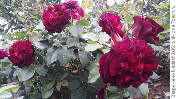 Манстед вуд