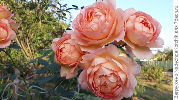 Леди оф Шэлот