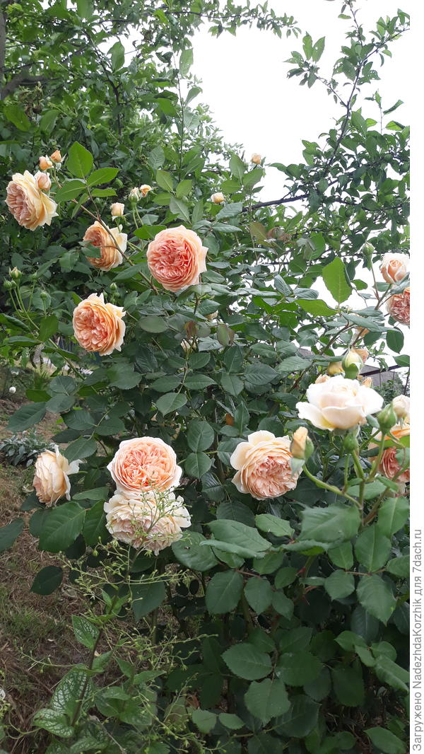 Кронпринцесса Маргарита