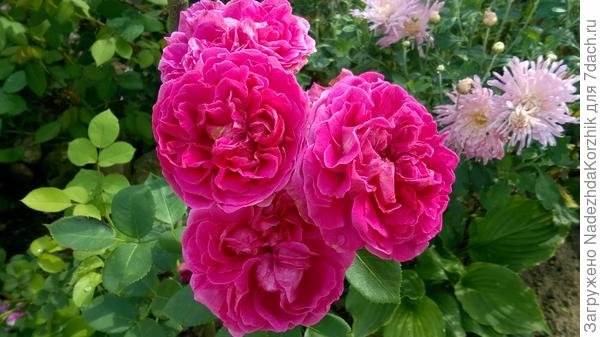 Леди оф Миггенч