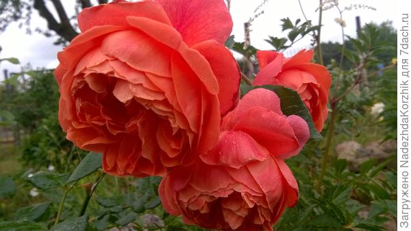 Саммер сонг