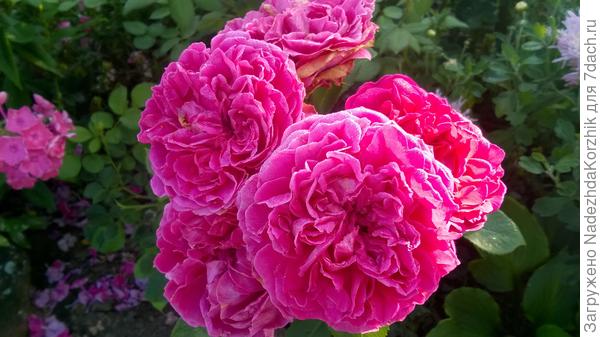 Леди оф Миггенч