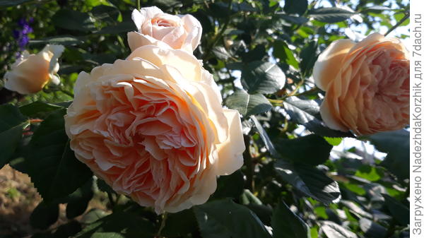 Кронпринцесса Маргарита