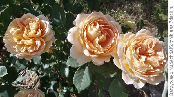 Голден селебрейшн