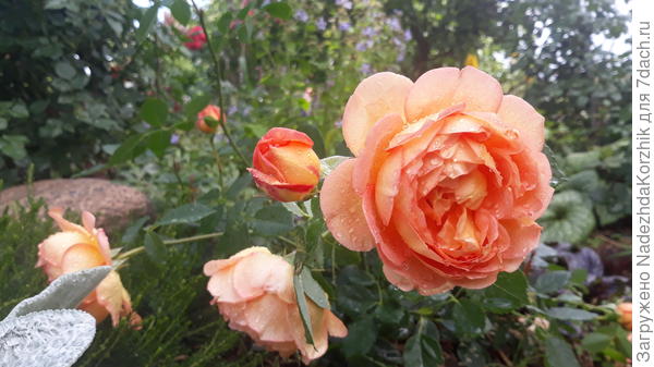 Леди оф Шэлот