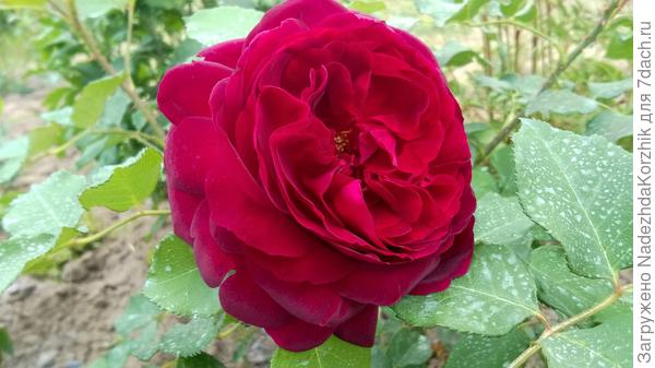 Манстет вуд