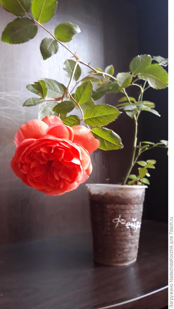 Саммер сонг